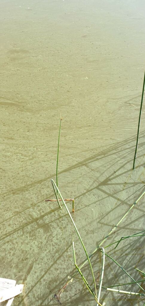 Evijarvi sinileva1.jpg