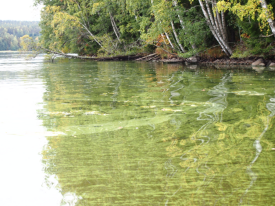 Hiidenvesi (23.031.1.001)-Papinsaari-ObsALG-202209241500-6332c3765ba4e.png