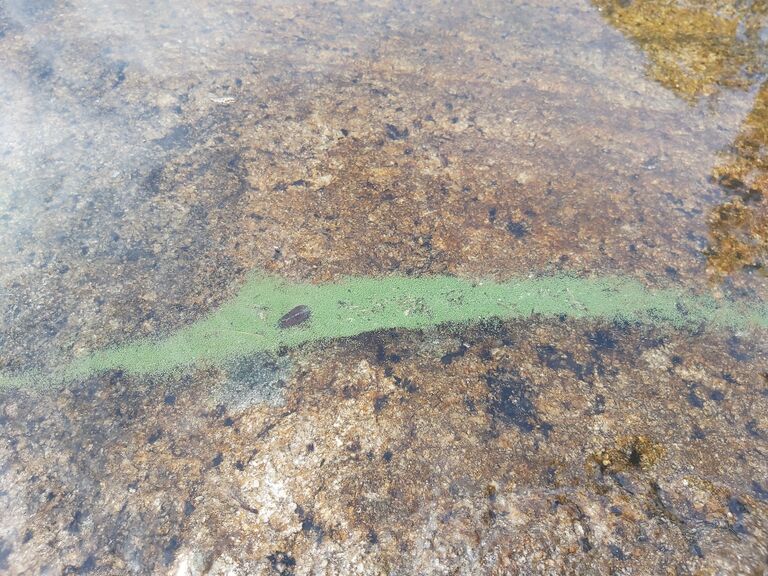 Inarijärvi (71.111.1.001)-Havaintopaikka 1-ObsALG-202007171008-4.jpg