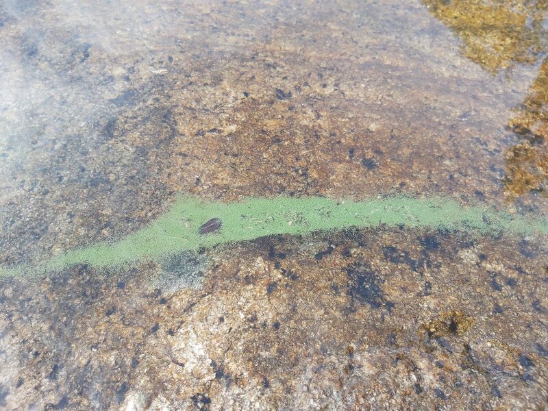 Tiedosto:Inarijärvi (71.111.1.001)-Havaintopaikka 1-ObsALG-202007171008-4.jpg