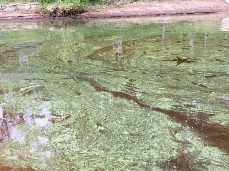 Kallavesi (yhd.)-Vaajasalo, eteläranta-ObsIMG-201907022032-89.jpeg