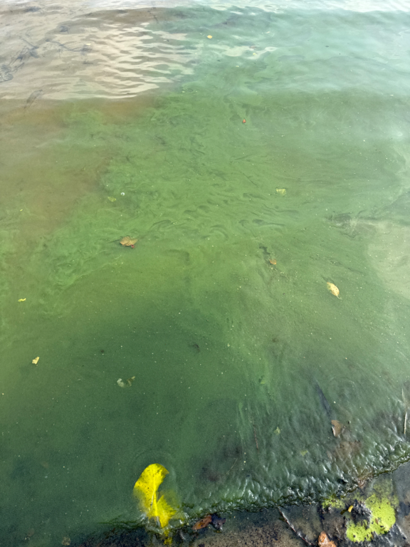 Lievestuoreenjärvi (14.391.1.001)-Sirppiniemi-ObsALG-202509071219-68bd4e8698a61.png