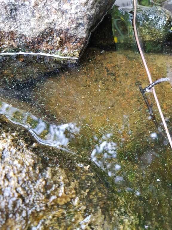 Ojajärvi (35.876.1.001)-Oma ranta-ObsALG-202107091800-60e89da4d6653.png