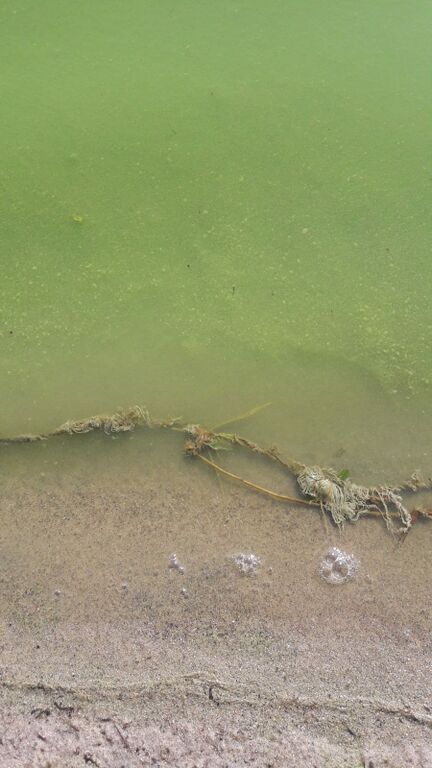 Riihilampi (04.311.1.061)-Havaintopaikka 1-ObsALG-201807150720-20.jpg