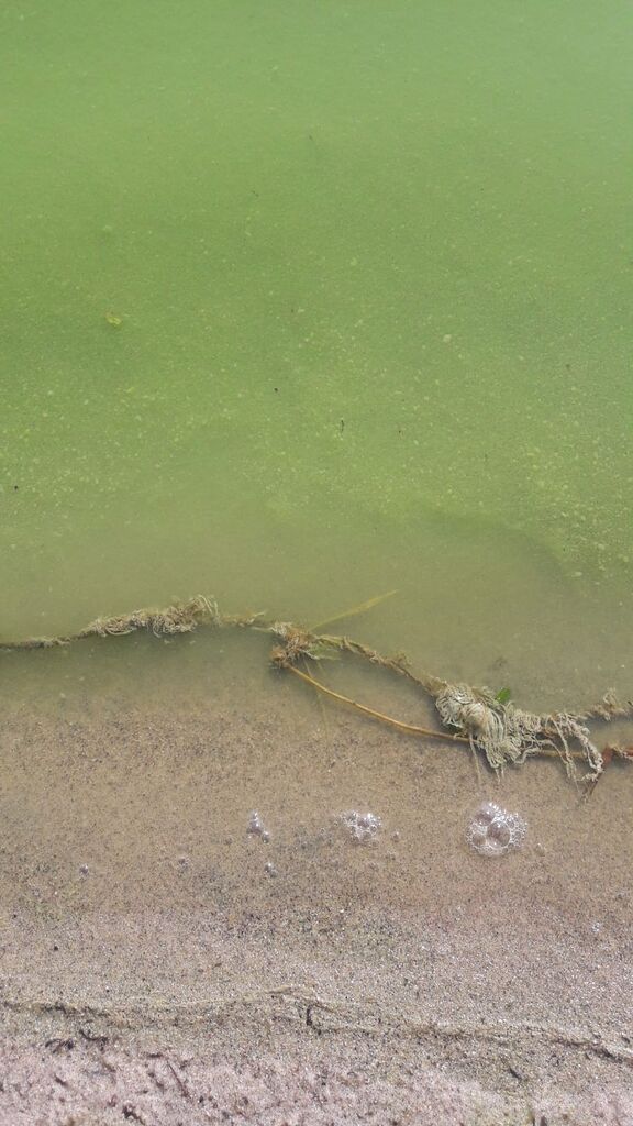 Riihilampi (04.311.1.061)-Havaintopaikka 1-ObsALG-201807150720-20.jpg