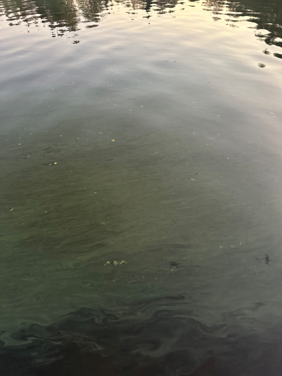 Ukonvesi (Saimaa) (04.151.1.001)-Koivukummunpolku-ObsALG-202509092013-1757438077297.png