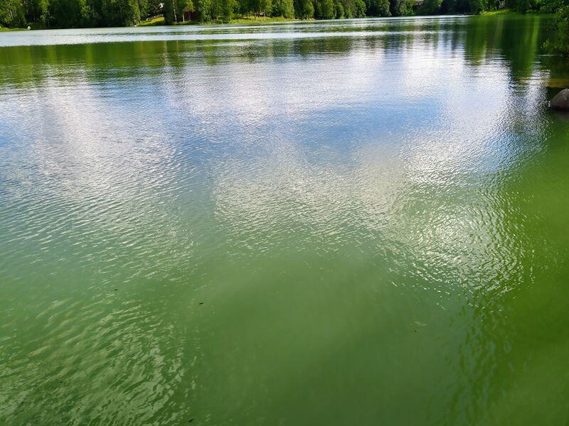 Tiedosto:Ahvenlampi (04.259.1.023)-Ahvenlampi-ObsIMG-202007171430-97.jpg