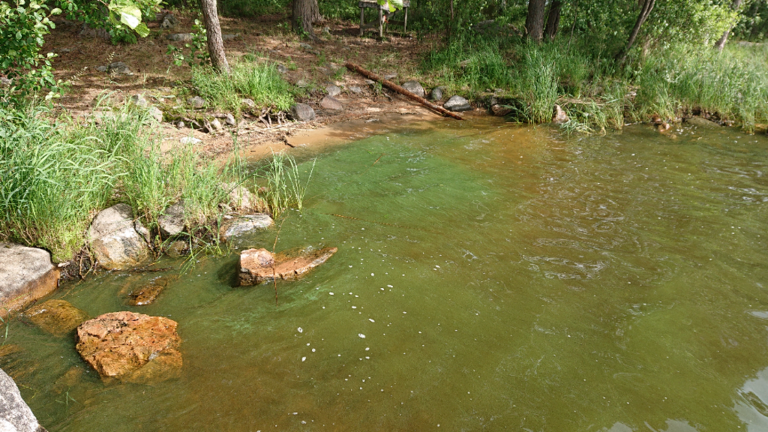 Kallavesi (yhd.)-Hauto-Koisti-ObsIMG-202207101712-62cadec854074.png