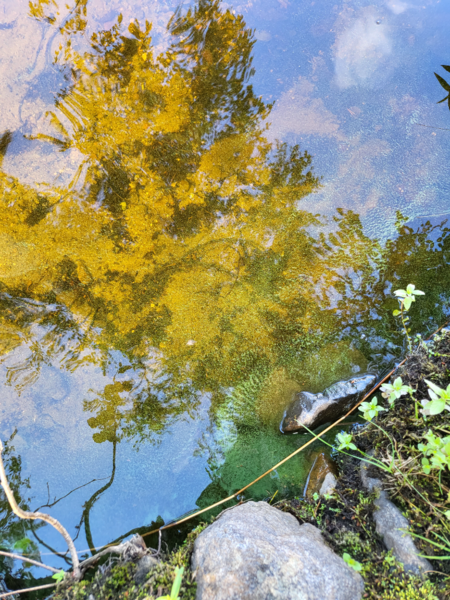 Tiedosto:Kyyvesi (14.932.1.001)-Vehkasaari-ObsIMG-202207111417-62cc07e235f6c.png