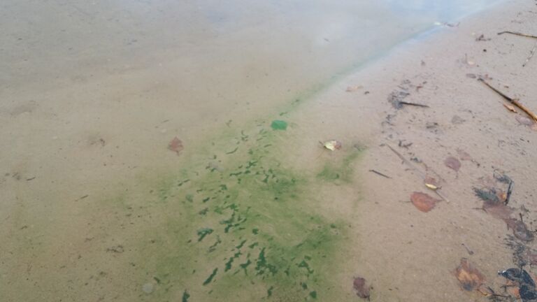 Rapojärvi - Haukkajärvi (14.182.1.002)-Vennan uimaranta-ObsALG-201908120959-47.jpg