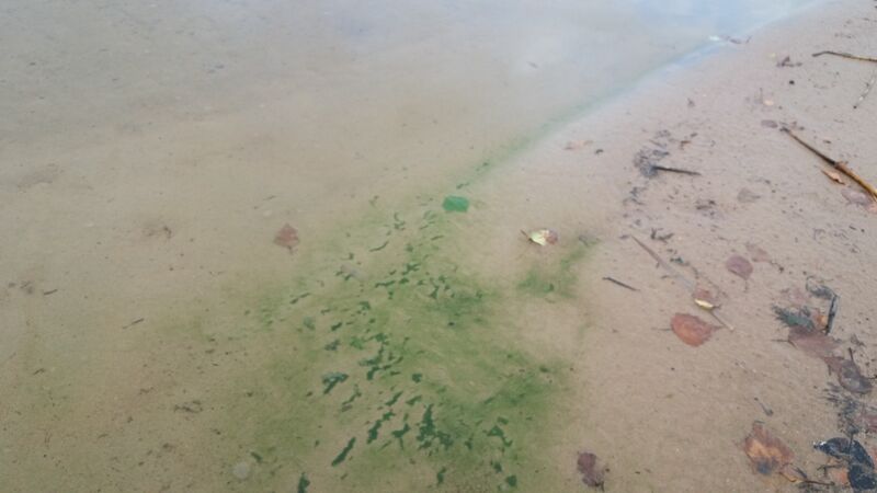 Tiedosto:Rapojärvi - Haukkajärvi (14.182.1.002)-Vennan uimaranta-ObsALG-201908120959-47.jpg