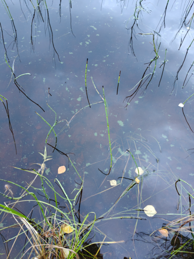 Rytinkijärvi (61.522.1.001)-Valtakunnallinen sinileväseuranta (Rytinkisalmi)-ObsIMG-202509160733-1757997241506.png