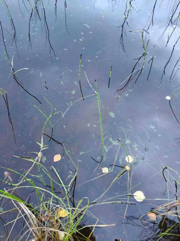 Rytinkijärvi (61.522.1.001)-Valtakunnallinen sinileväseuranta (Rytinkisalmi)-ObsIMG-202509160733-1757997241506.png