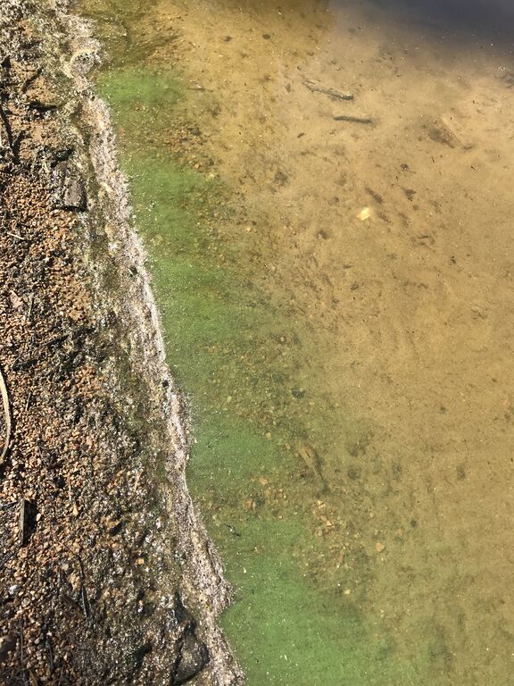 Summanen (14.613.1.001)-Saunalahti-ObsALG-201807161353-7.jpg