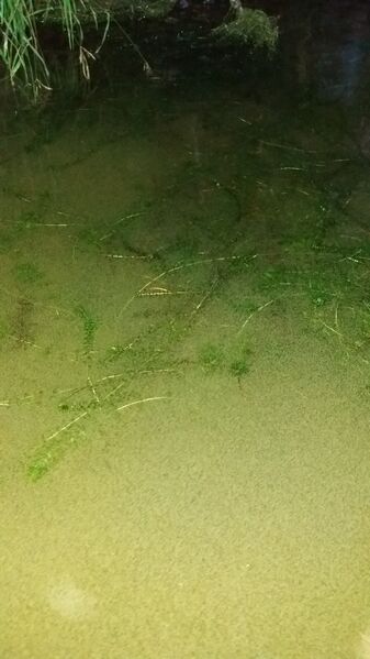 Tiedosto:20170720 232105.jpg