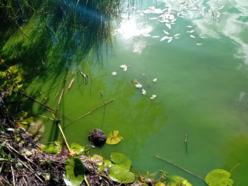 Tiedosto:Enäjärvi (22.005.1.001)-Enäranta-ObsIMG-202407180927-66991936d7a1e.png