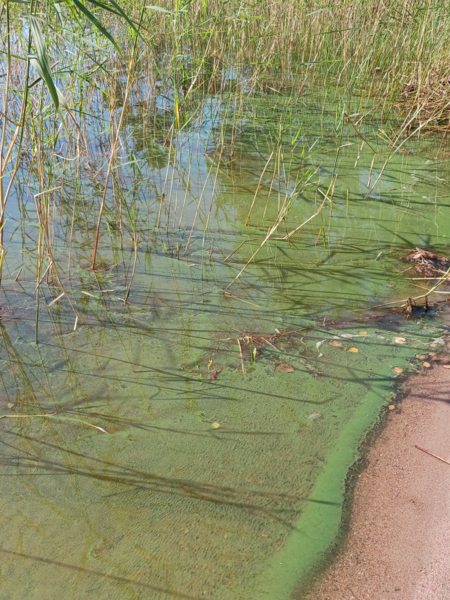 Tiedosto:Havaintopaikka 2-ObsALG-202409061421-66dae62c366c0.png