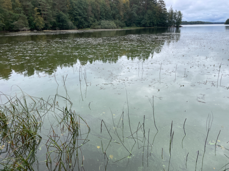 Tiedosto:Kallavesi (yhd.)-Vaajasalo, eteläranta-ObsIMG-202309131345-650193441c728.png