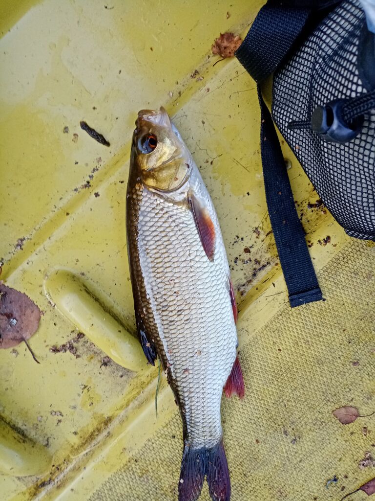 Kotajärvi (04.735.1.001)-Pienisaari-ObsIMG-202008201841-61.jpg