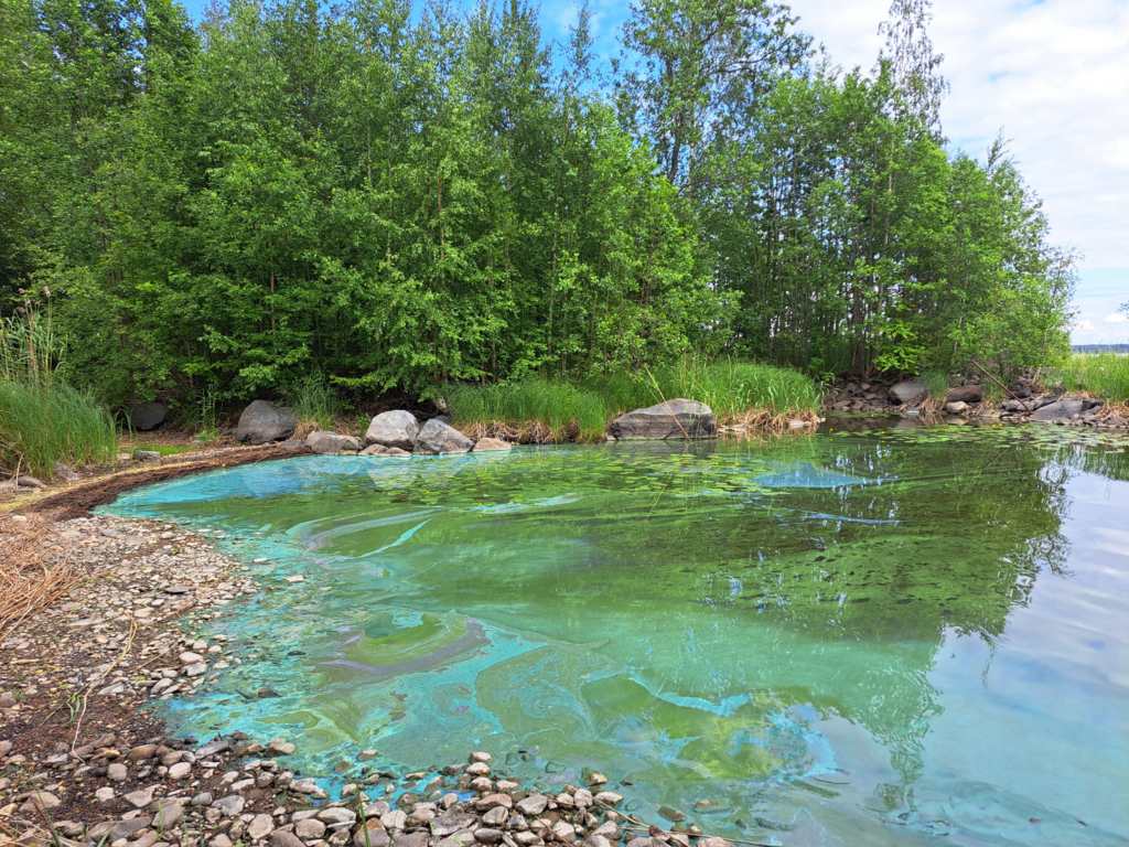 Orivesi (Saimaa) (04.311.1.001)-Havaintopaikka 9-ObsIMG-202506281747-686000f98dfaa.png