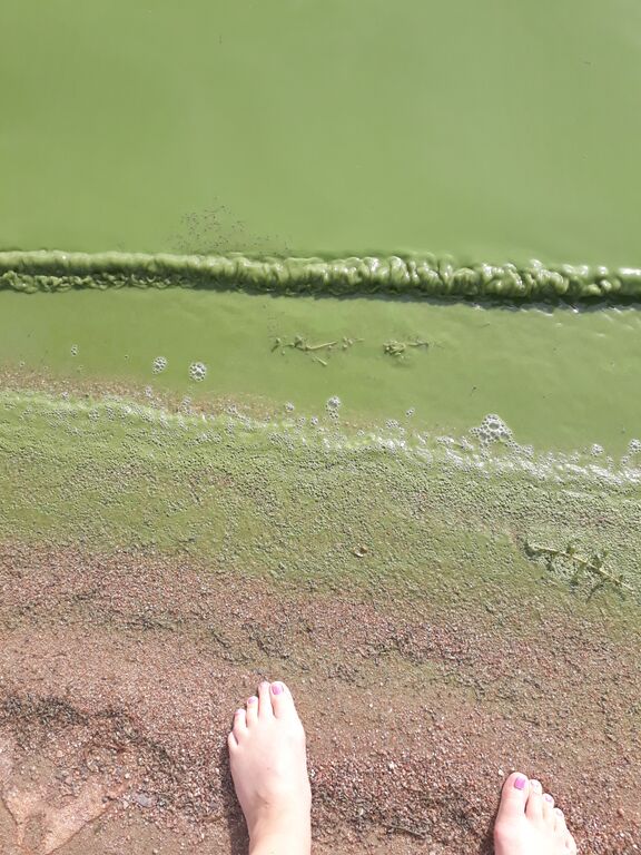 Pyhäjärvi (34.031.1.001)-Havaintopaikka 7-ObsIMG-202007281749-86.jpg