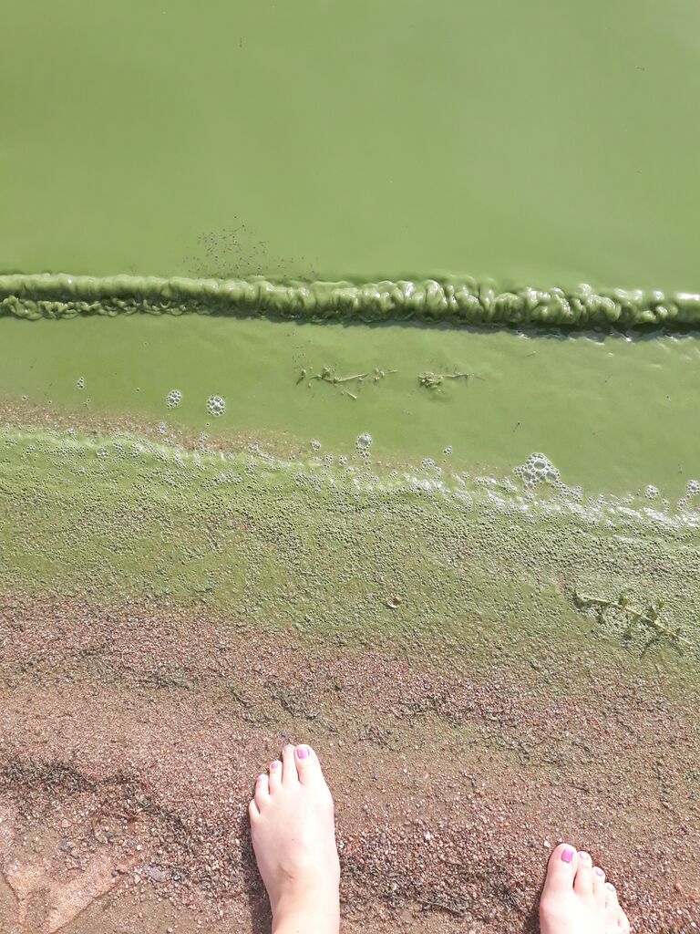 Pyhäjärvi (34.031.1.001)-Havaintopaikka 7-ObsIMG-202007281749-86.jpg