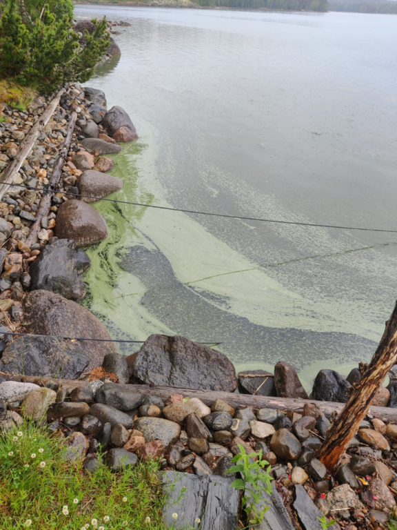 Saimaa (04.112.1.001)-Havaintopaikka 2-ObsIMG-202507030858-68661c7eedcf5.png