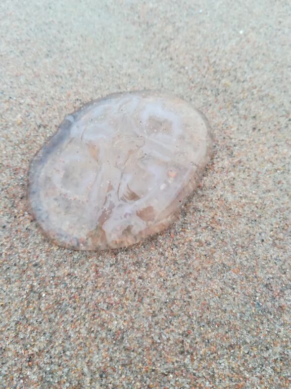 Storfjärden-Havaintopaikka 1-ObsIMG-201708271851-34.jpg