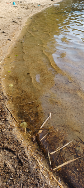 Tuomiojärvi (14.291.1.002)-Valtakunnallinen sinileväseuranta-ObsALG-202507291744-1753800341761.png