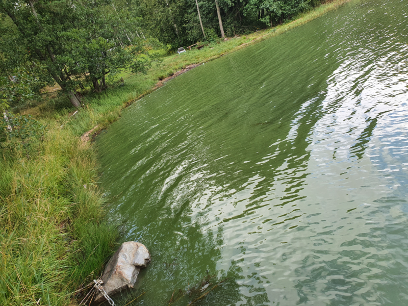 Tiedosto:Välialue (81V072)-Båtdragsviken-ObsALG-202108091638-6111304bf096f.png