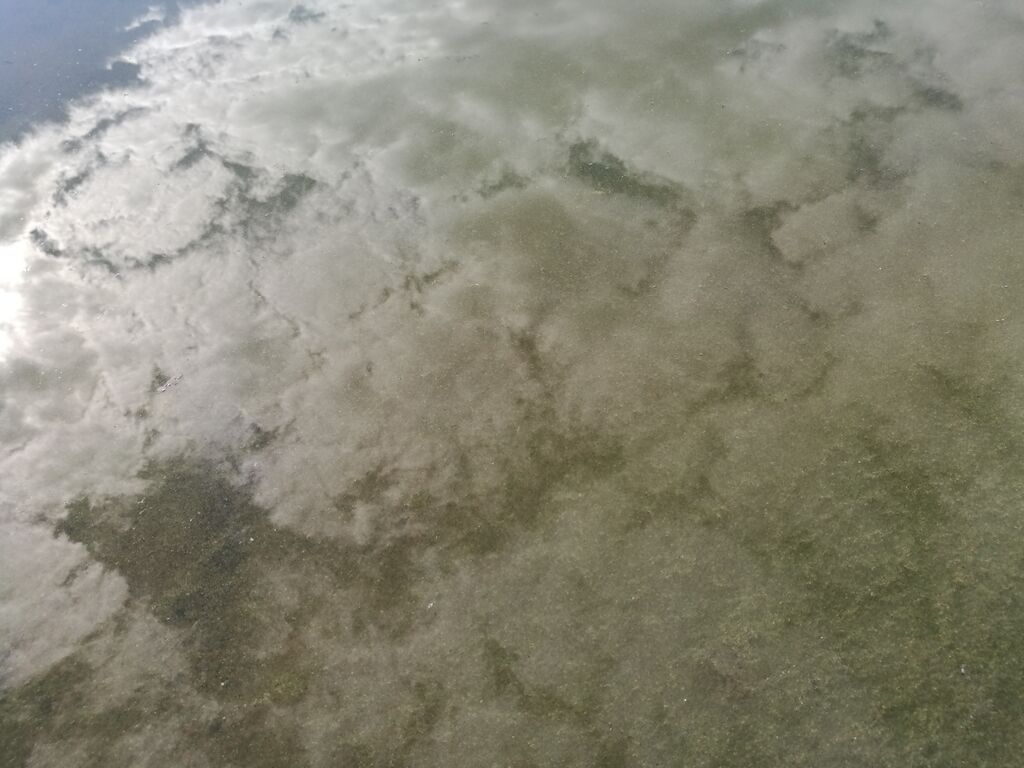 Puula (14.923.1.001)-Niemelä-ObsIMG-201807111632-89.jpg