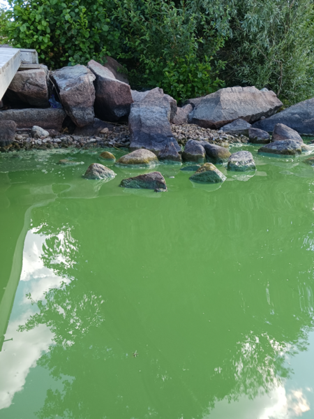 Tiedosto:Pyhäjärvi (16.003.1.001)-Pyykkiniekan uimaranta-ObsIMG-202307251040-64bf7c3329c9a.png