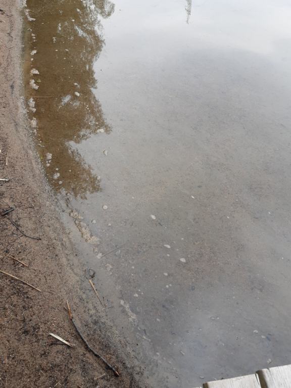 Tuomiojärvi (14.291.1.002)-Valtakunnallinen sinileväseuranta-ObsIMG-202507230930-1753256192779.png