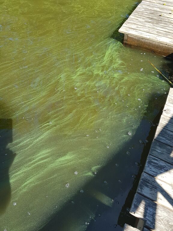 Kallavesi (yhd.)-Havaintopaikka 5-ObsIMG-201906261444-96.jpg