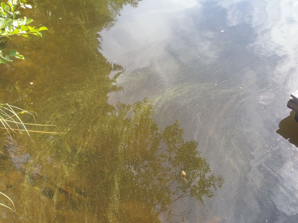 Valkjärvi (06.013.1.018)-Havaintopaikka 1-ObsALG-202007151527-54.jpg