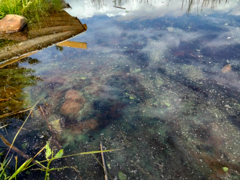 Evijärvi (47.021.1.001)-Sillankorvan leirintäalue-ObsIMG-202307261349-64c0fa9f9f43b.png