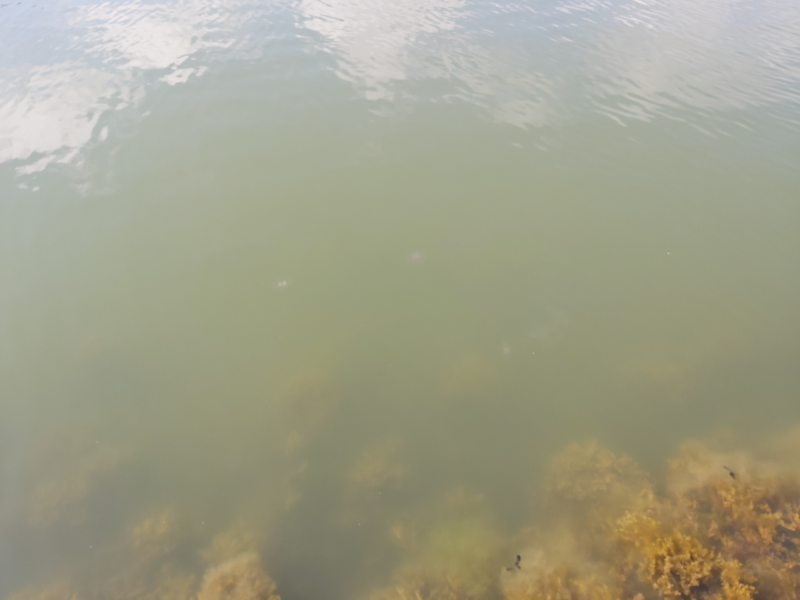 Tiedosto:Inkoo Fagervik-Barösund-ObsJELLY-202208271340-630a56717be8c.png