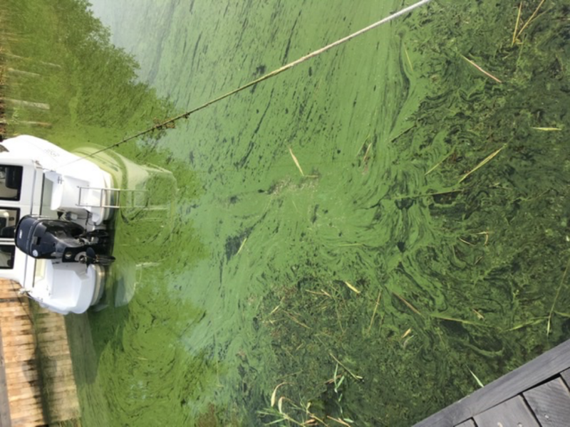 Tiedosto:Kirkonsalmi - Nuikonlahti-Ruokorauma-Nuikonlahti-ObsALG-202208181045-62ff4f1f18f50.png