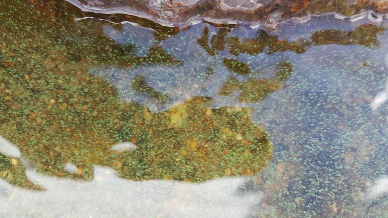 Unnukka (04.271.1.001)-Juottorannan epävirallinen uimaranta-ObsIMG-202007031103-97.jpg