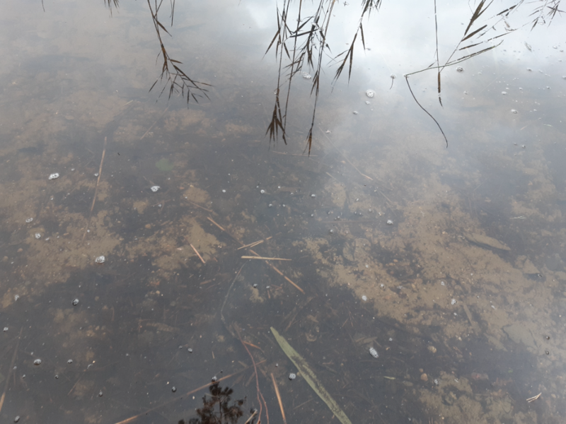 Tiedosto:Ylinen Rautjärvi (35.787.1.039)-Ylinen Rautjärvi-ObsIMG-202407311040-66a9eb2226f31.png