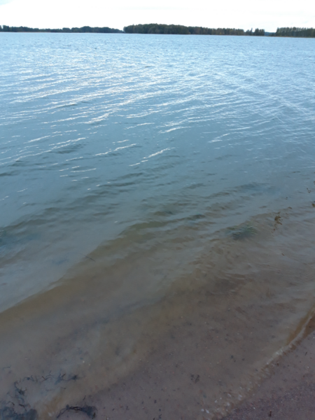 Tiedosto:Köyliönjärvi (34.054.1.001)-Valtakunnallinen sinileväseuranta (Yttilän Otta)-ObsALG-202309200729-650a753622749.png