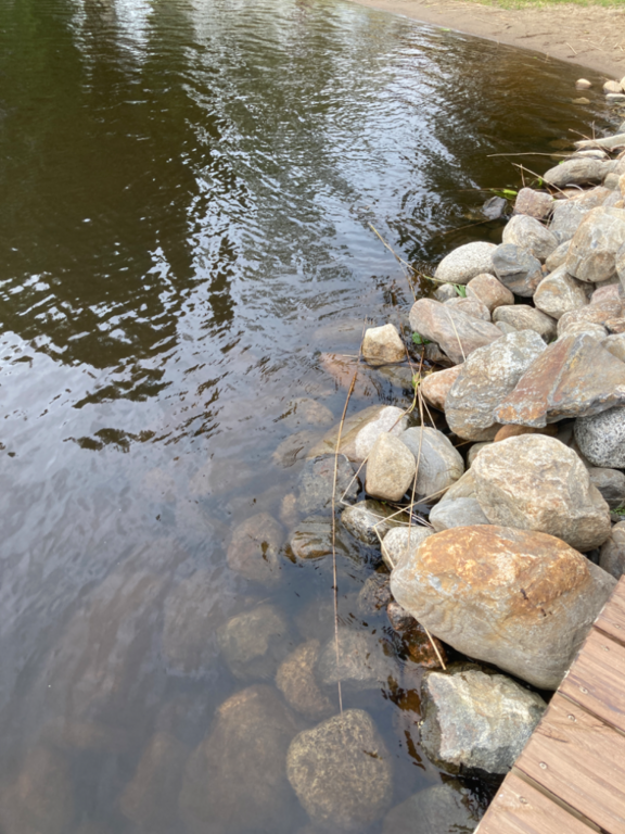 Päijänne (yhd.)-Valtakunnallinen sinileväseuranta (Majutvesi)-ObsALG-202207121130-62cd31619f57d.png