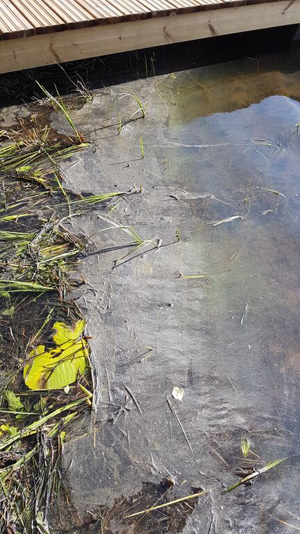 Tarkeelanjärvi (23.063.1.002)-Kaislaranta -ObsIMG-201707100926-75.jpg