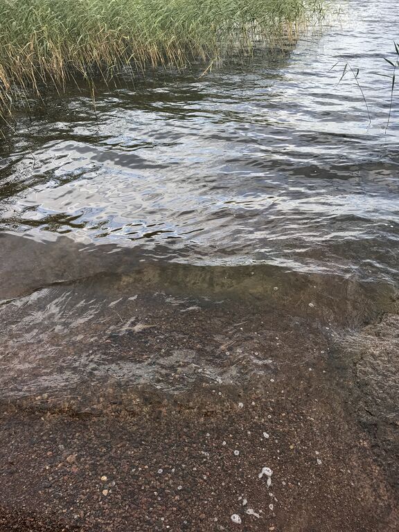 Ahvenkoskenlahti-Rotarien sinileväseuranta (Östernäs)-ObsIMG-202008251722-92.jpg