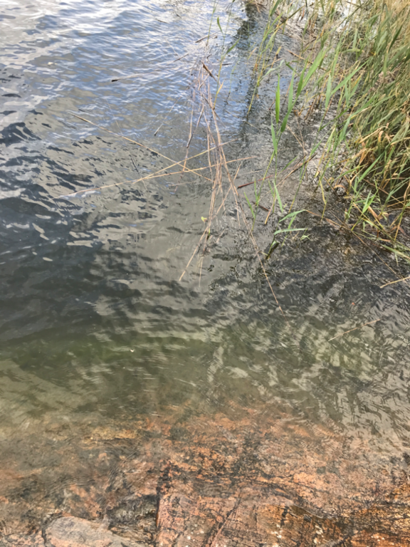 Dragsvik-Rotarien sinileväseuranta (Högholmen)-ObsIMG-202308110955-64d5db24ece10.png