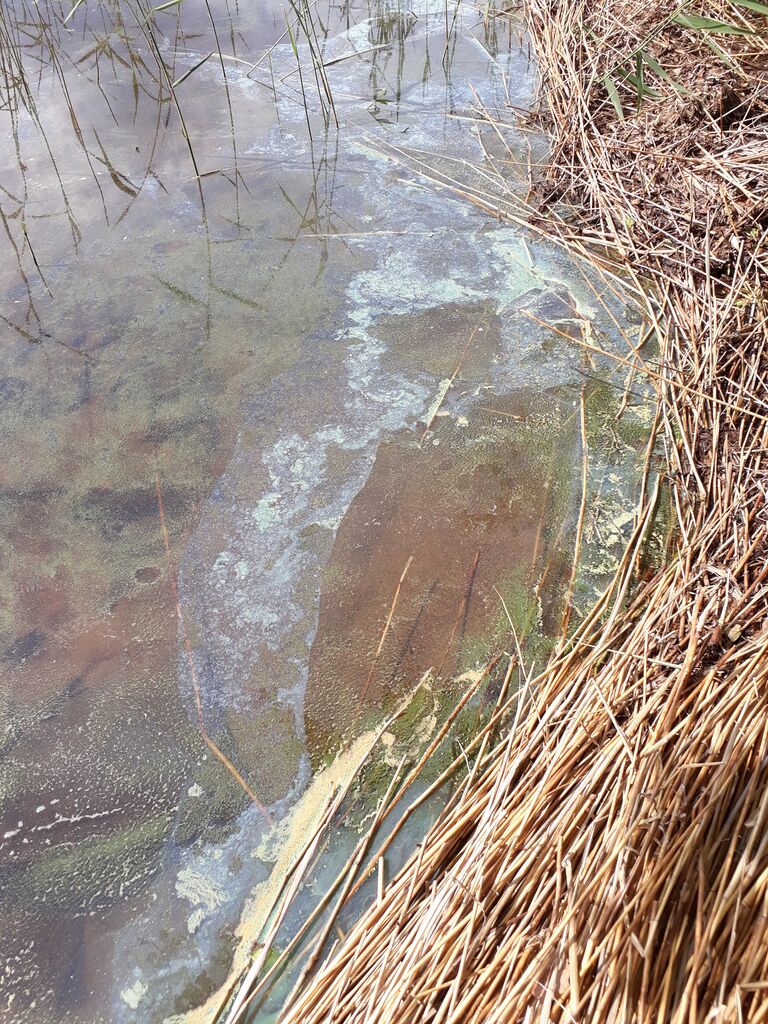 Haukiveden lähialue (04.211)-Lamposelkä-ObsIMG-201906171615-31.jpg