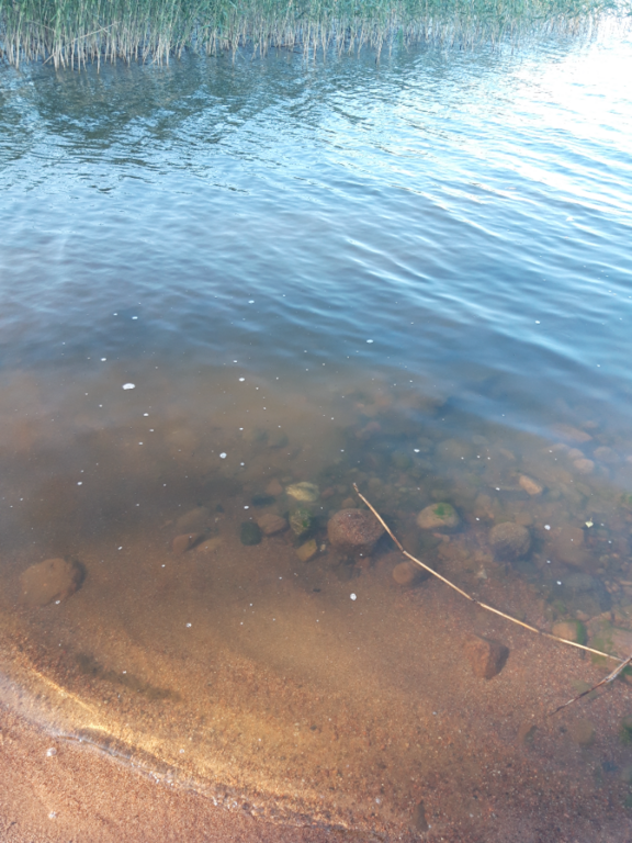 Köyliönjärvi (34.054.1.001)-Valtakunnallinen sinileväseuranta (Yttilän Otta)-ObsALG-202206150730-62a9609b987f4.png