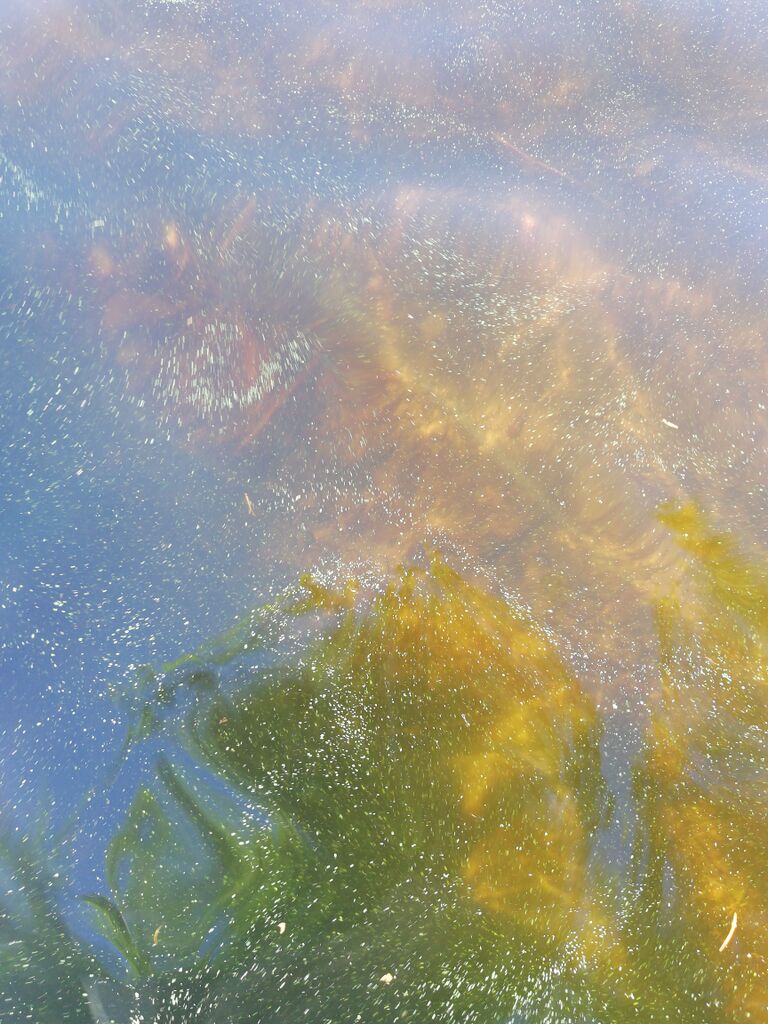 Pihlajaveden alue (04.121)-Moinsalmi-ObsALG-201806281108-18.jpg