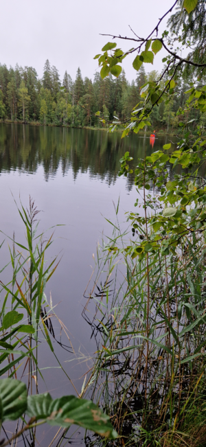 Pitkänniemenjärvi (35.787.1.045)-Johtajatulet 2023-ObsIMG-202508311025-1756625428441.png