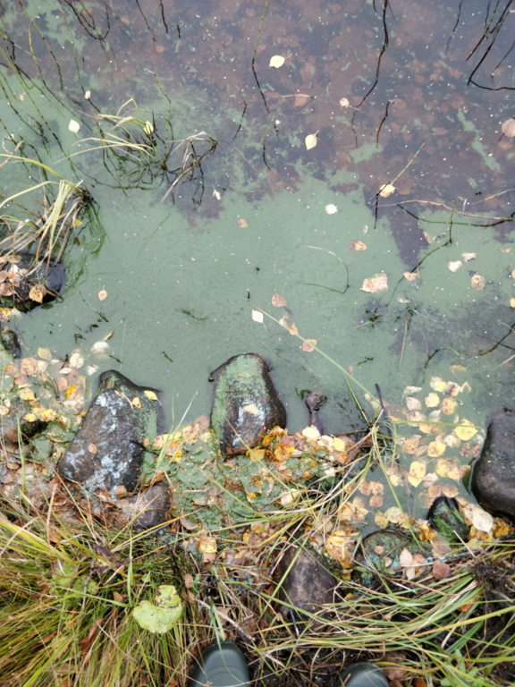 Rytinkijärvi (61.522.1.001)-Valtakunnallinen sinileväseuranta (Rytinkisalmi)-ObsIMG-202309120858-64fffe5ba2586.png